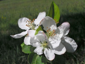 jablecnik-kvet.jpg
